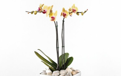 Орхидея Фаленопсис два ствола, в низком кашпо
