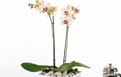 Орхидея Фаленопсис два ствола, в низком кашпо